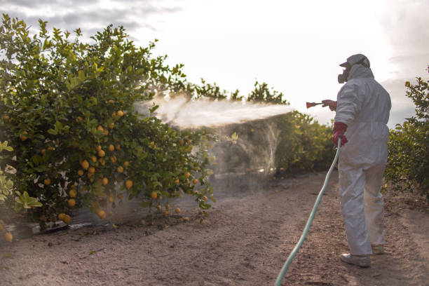 Reliable Bushland, TX Pest Control Solutions